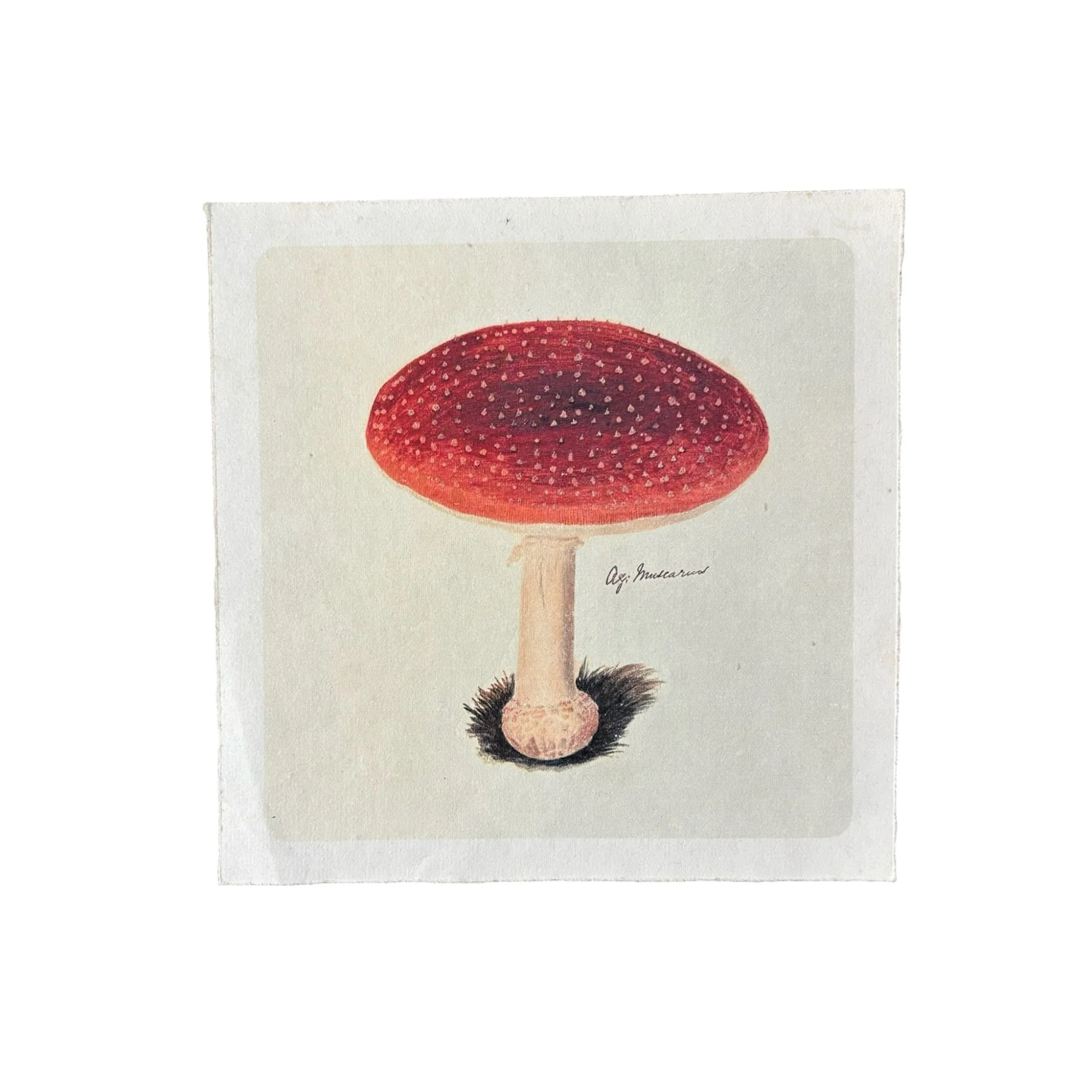 Flora & Fauna 8 x 8 - Image 3