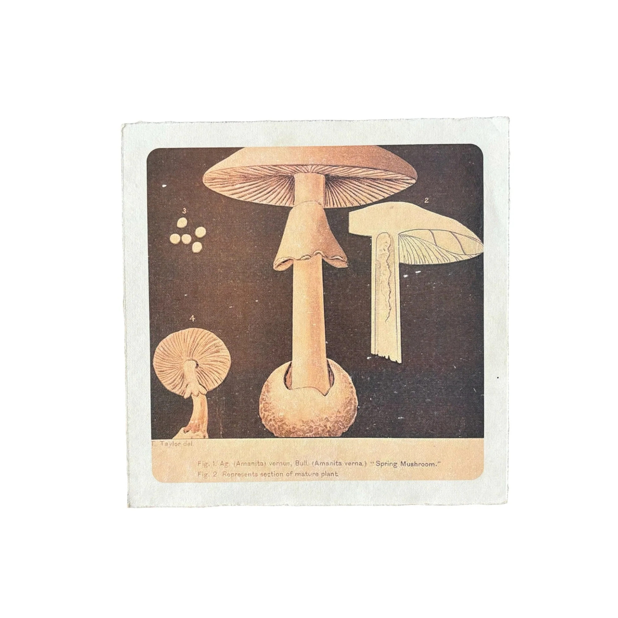 Flora & Fauna 8 x 8 - Image 8