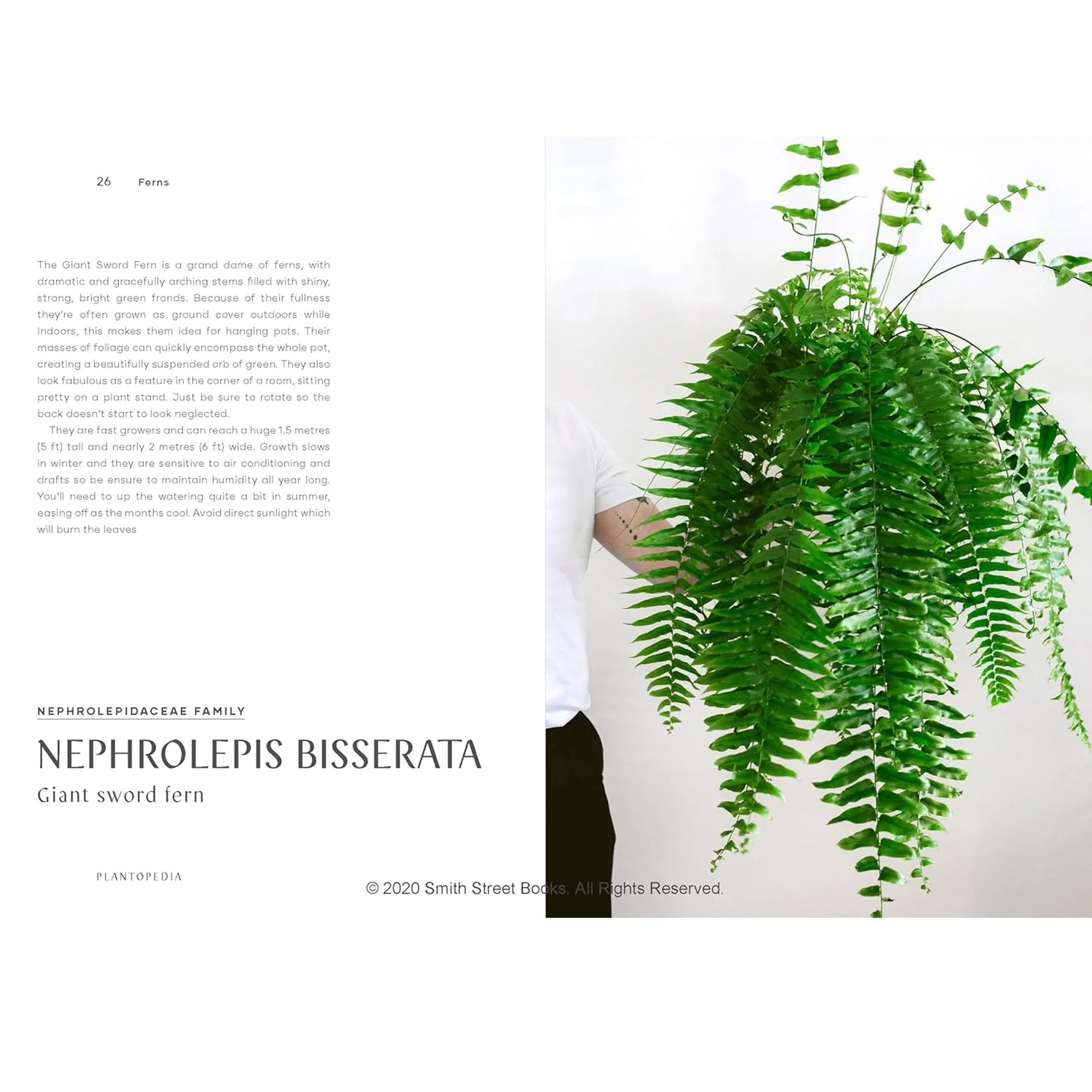 Plantopedia: The Definitive Guide to Houseplants - Image 3