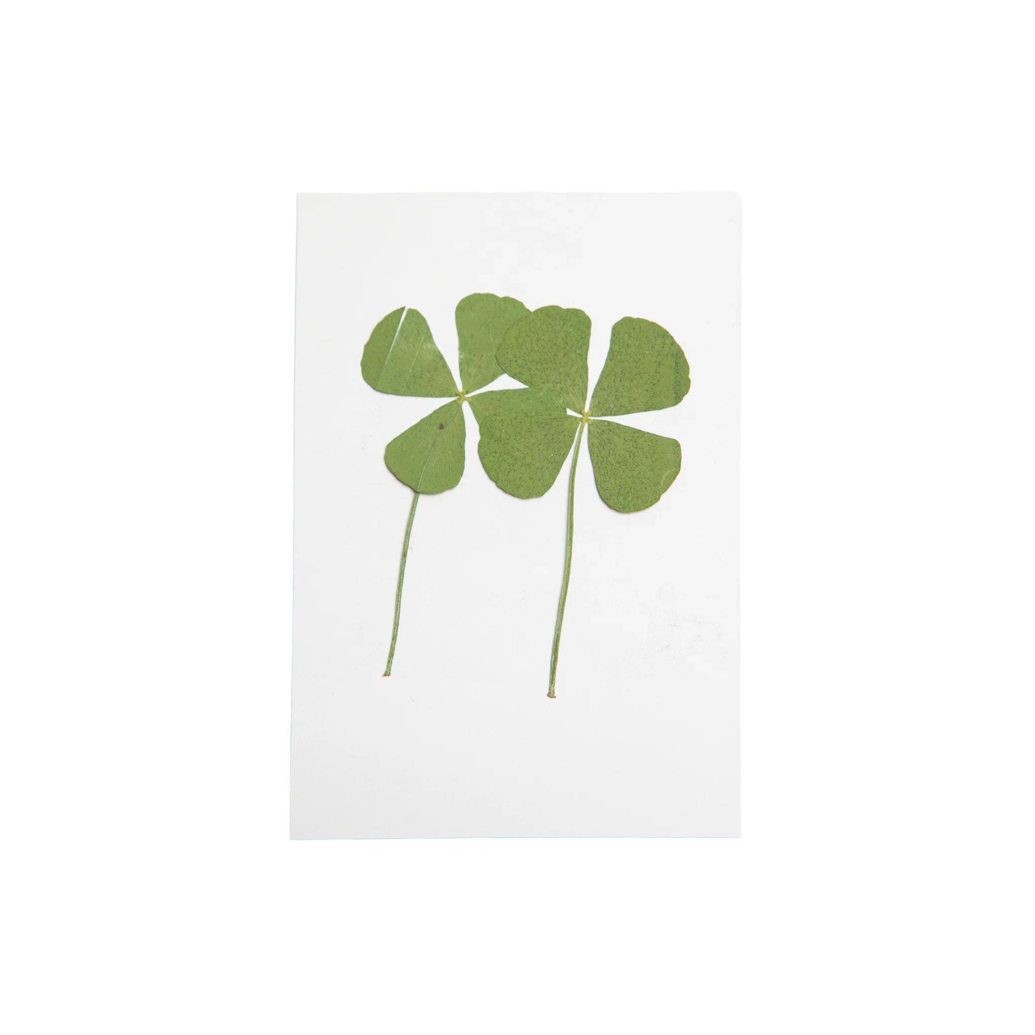 Pressed Four Leaf Clovers- Singles